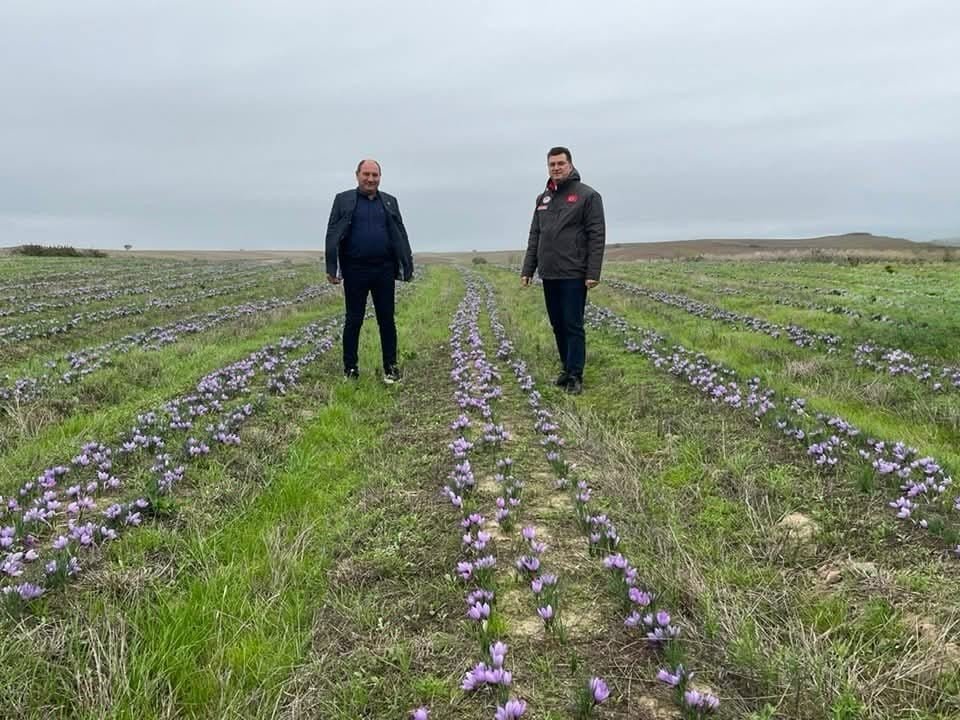 tekirdagda-safran-uretimi-yayginlasiyor