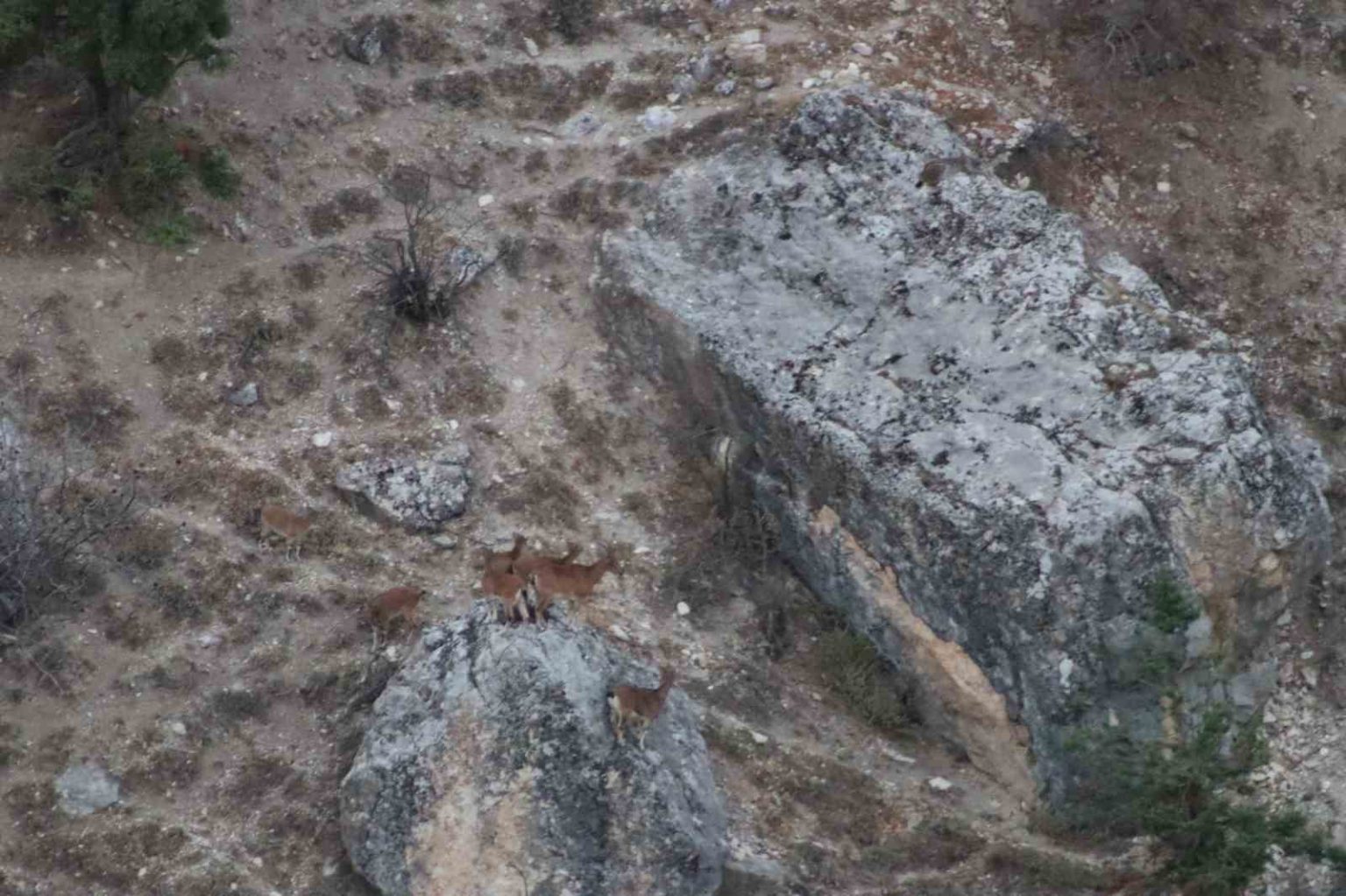 tuncelide-vasak-goruntulendi