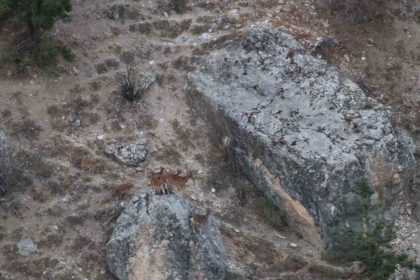 tuncelide-vasak-goruntulendi