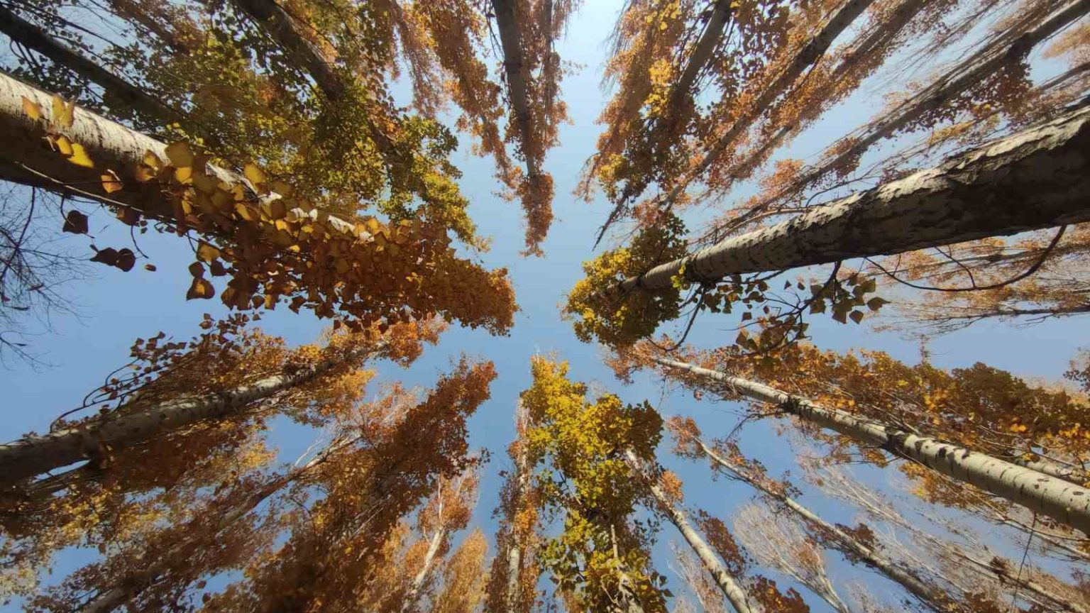 vanin-sonbahar-guzelligi-van-kalesi-ve-ataturk-kultur-parki-ziyaretcilerin-gozdesi-oldu