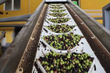 adanada-zeytinin-yag-yolculugu-basladi