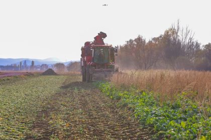 bayburtun-ciftetas-koyunde-seker-pancari-hasadina-baslandi