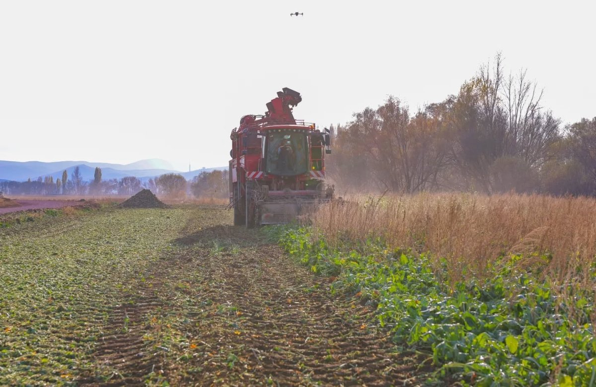 bayburtun-ciftetas-koyunde-seker-pancari-hasadina-baslandi