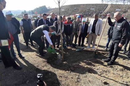 boluda-yanan-orman-yeniden-yeseriyor