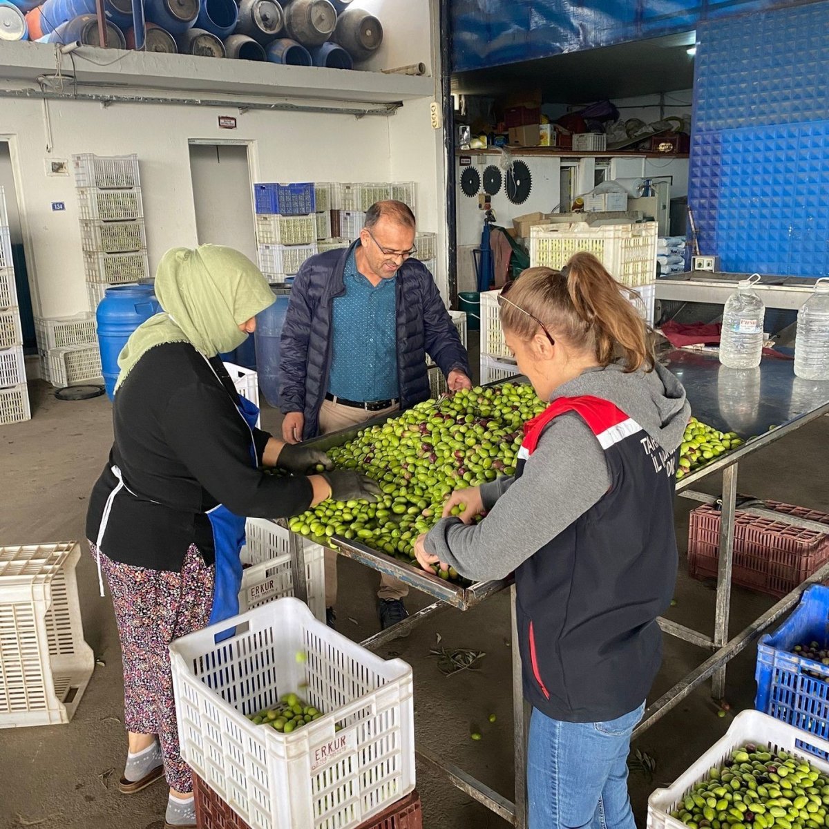 buharkentte-zeytin-rekoltesi-ve-kalite-kontrol-calismalari-suruyor