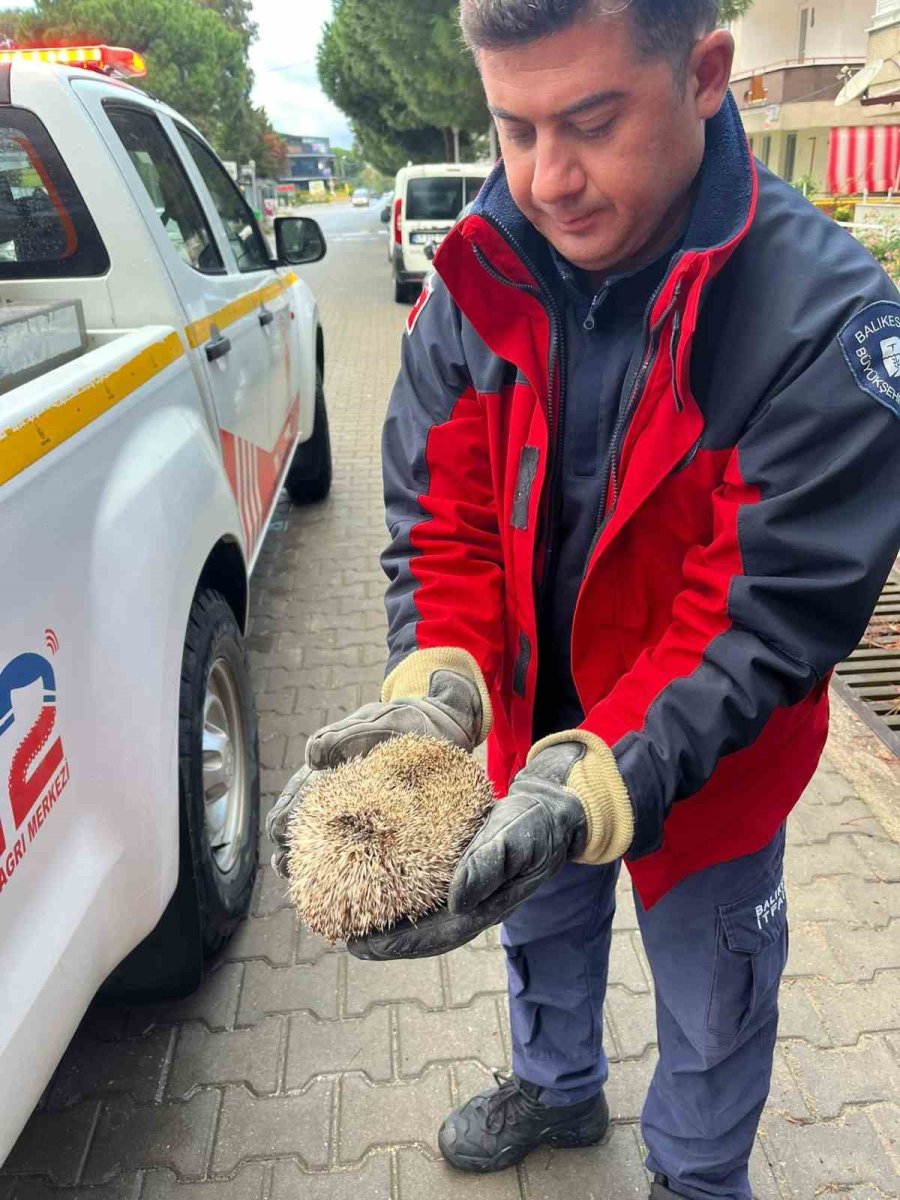 burhaniyede-mazgala-sikisan-kirpiyi-itfaiye-kurtardi