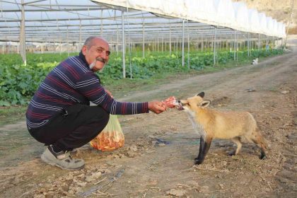 ciftci-ile-tilkinin-sira-disi-dostlugu-serasini-koruyan-tilkiyi-et-ve-donerle-besliyor