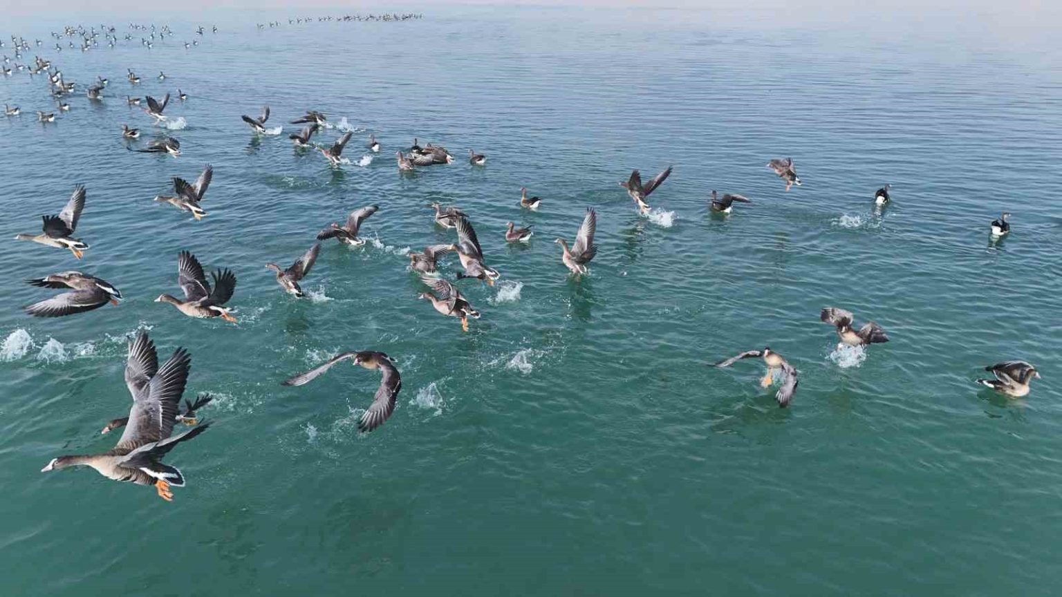 ercek-golunun-yeni-misafirleri-kucuk-sakarcalar-havadan-goruntulendi