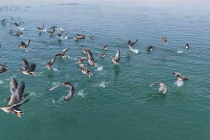 ercek-golunun-yeni-misafirleri-kucuk-sakarcalar-havadan-goruntulendi