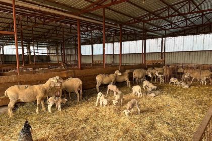 genc-girisimciye-yuzde-100-hibe-destegiyle-hayvancilik-projesi