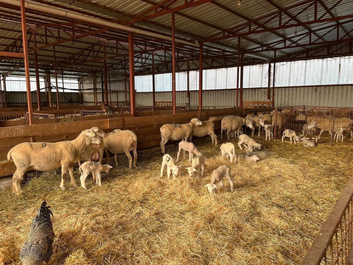 genc-girisimciye-yuzde-100-hibe-destegiyle-hayvancilik-projesi