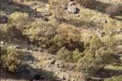 gercuste-domuz-suruleri-goruntulendi