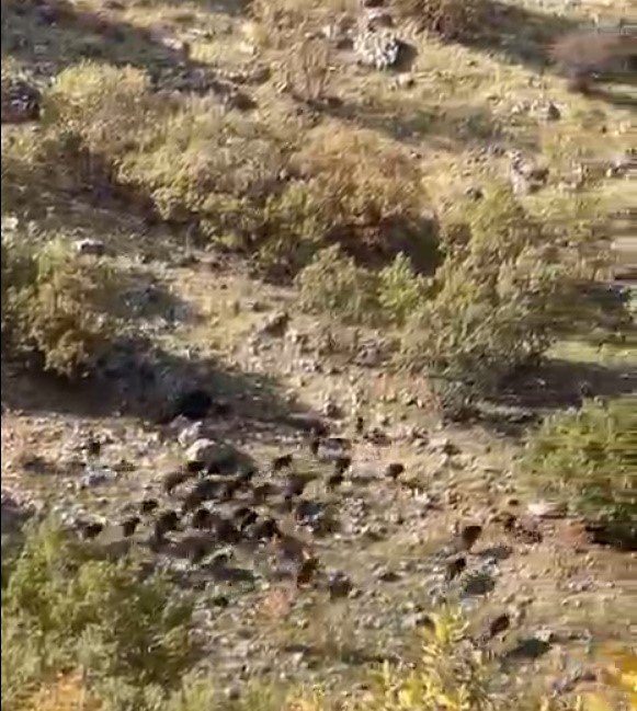 gercuste-domuz-suruleri-goruntulendi