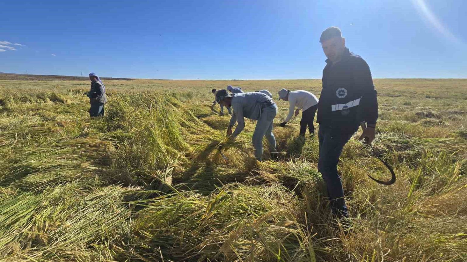 karacadag-pirincinde-ilac-kalintisi-olmadigi-analizlerle-dogruladi