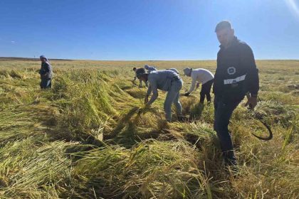 karacadag-pirincinde-ilac-kalintisi-olmadigi-analizlerle-dogruladi