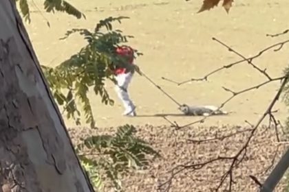 kopek-toplama-goruntuleri-tepki-cekti