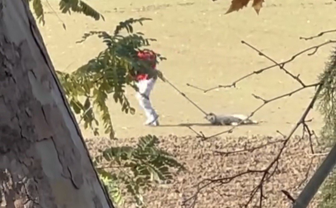 kopek-toplama-goruntuleri-tepki-cekti