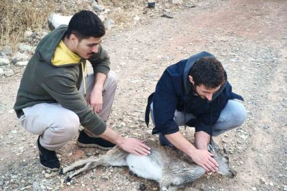 kopeklerin-saldirdigi-yavru-dag-kecisini-3-kilometre-sirtinda-tasidilar