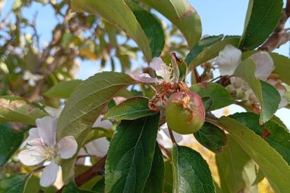 malatyada-elma-agaci-cicek-acip-meyve-verdi