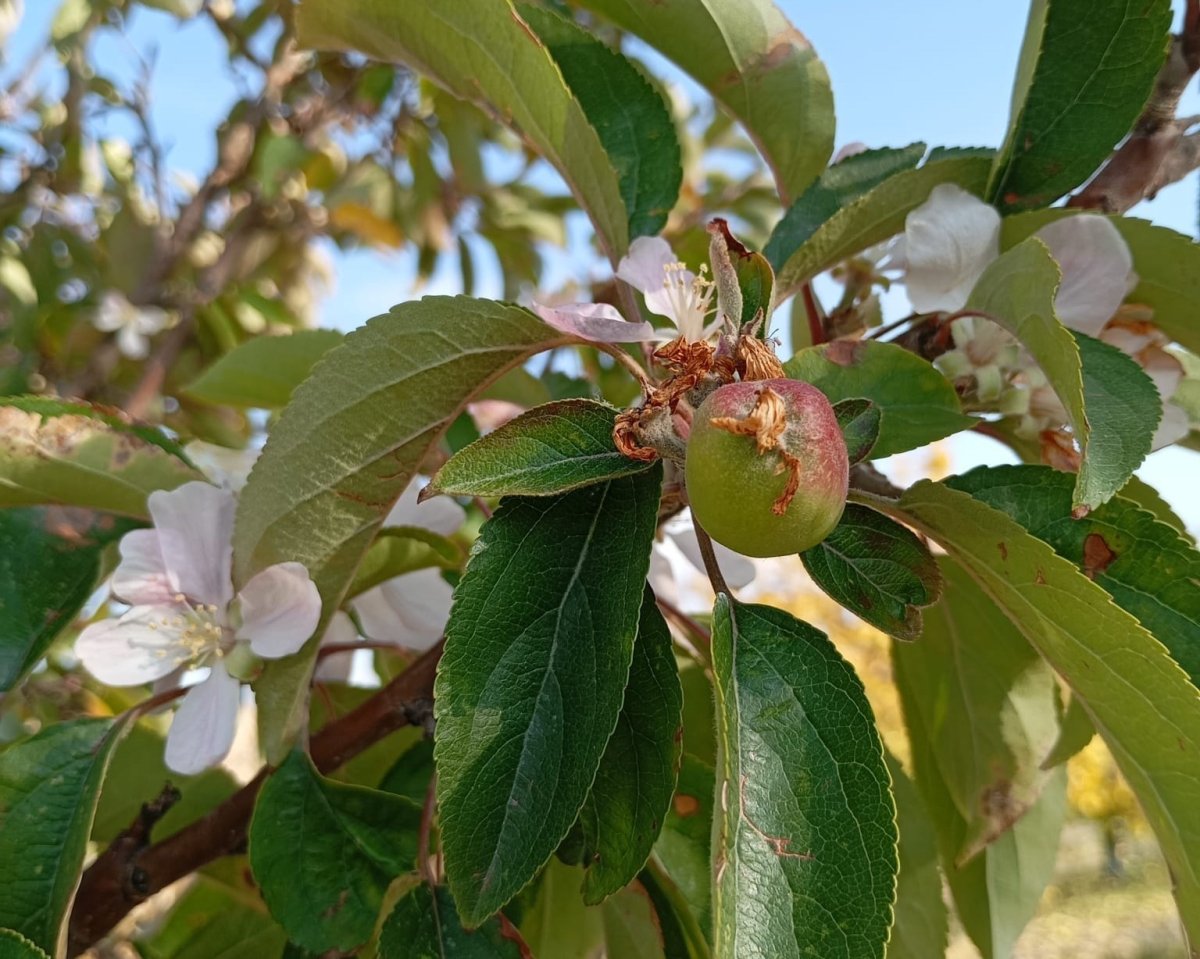 malatyada-elma-agaci-cicek-acip-meyve-verdi