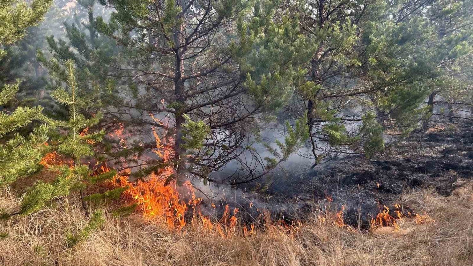 sarikamis-ormanlarinda-ortu-yangini