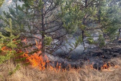 sarikamis-ormanlarinda-ortu-yangini