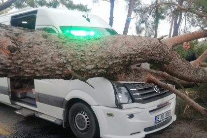 seyir-halindeki-minibusun-ustune-agac-devrildi