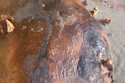 tekirdag-sahiline-vuran-gizemli-deniz-canlisi-kimisi-fok-kimisi-yunus-dedi