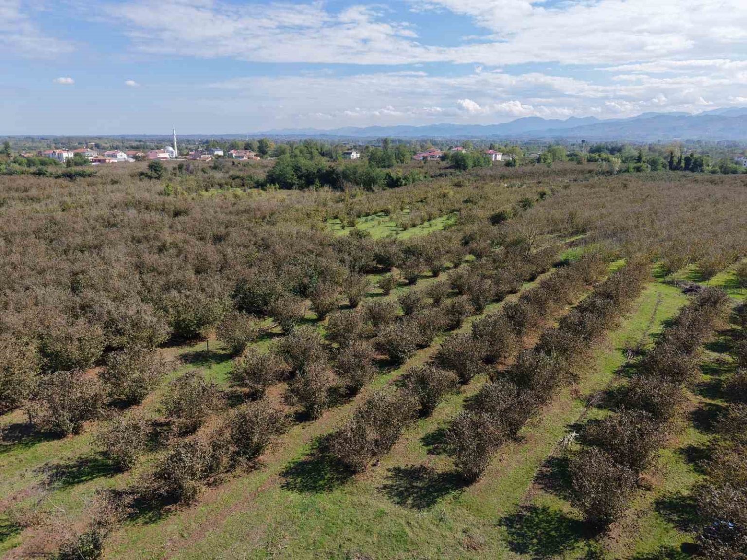 verimli-topraklar-agaclarla-kaplaniyor-carsamba-ovasi-tarimdan-uzaklasiyor
