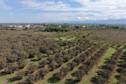 verimli-topraklar-agaclarla-kaplaniyor-carsamba-ovasi-tarimdan-uzaklasiyor