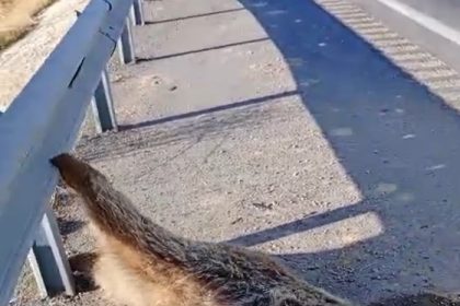 aracin-carptigi-ayi-telef-oldu