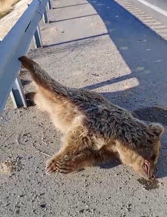 aracin-carptigi-ayi-telef-oldu