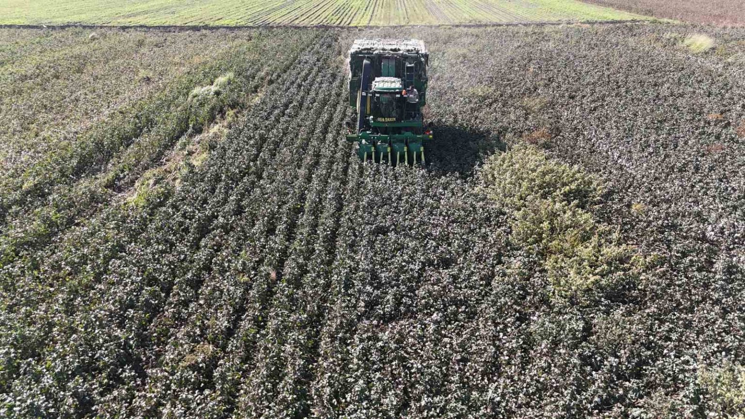 beyaz-altin-pamukta-kuraklik-rekolteyi-etkiledi