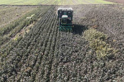 beyaz-altin-pamukta-kuraklik-rekolteyi-etkiledi