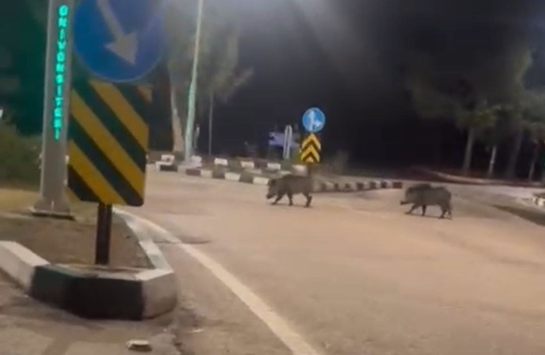 cukurova-universitesi-yerleskesine-suru-halinde-giren-domuzlar-goruntulendi