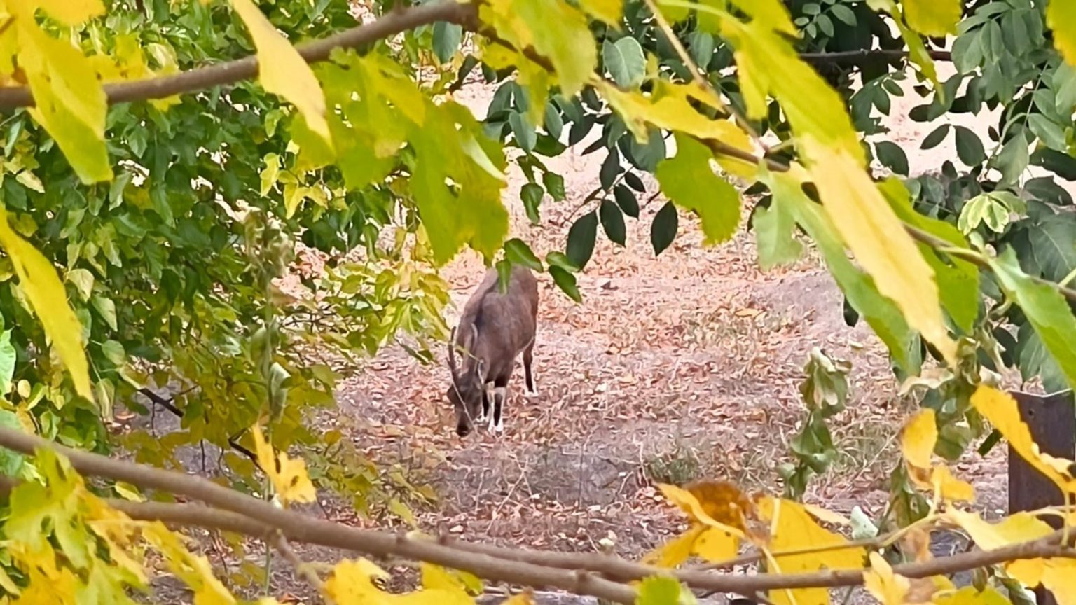 dag-kecileri-sonbahara-renk-katti-tuncelide-gorsel-solen