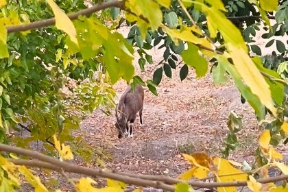 dag-kecileri-sonbahara-renk-katti-tuncelide-gorsel-solen