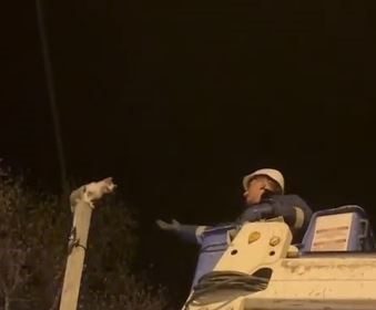 direkte-mahsur-kalan-kediyi-aras-edas-ekipleri-kurtardi