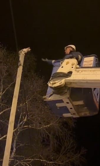 direkte-mahsur-kalan-kediyi-aras-edas-ekipleri-kurtardi