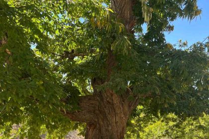 dogadan-ilham-alan-yarisma