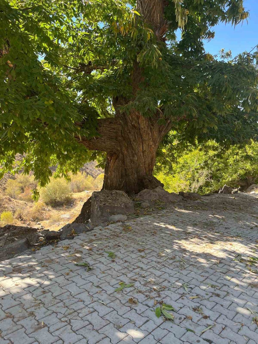 dogadan-ilham-alan-yarisma