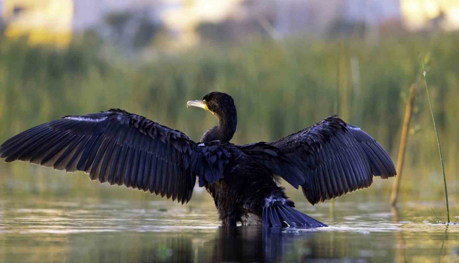 eksisu-sazligi-149-kus-turune-ev-sahipligi-yapiyor