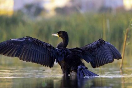 eksisu-sazligi-149-kus-turune-ev-sahipligi-yapiyor