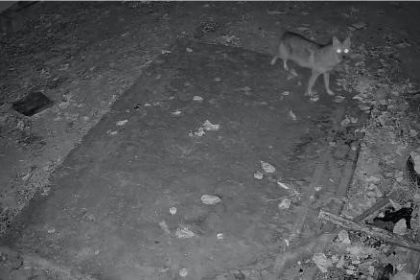 elazigda-evin-etrafinda-yiyecek-arayan-cakal-kamerada