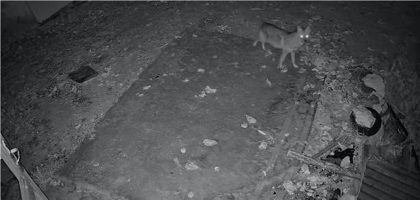 elazigda-evin-etrafinda-yiyecek-arayan-cakal-kamerada