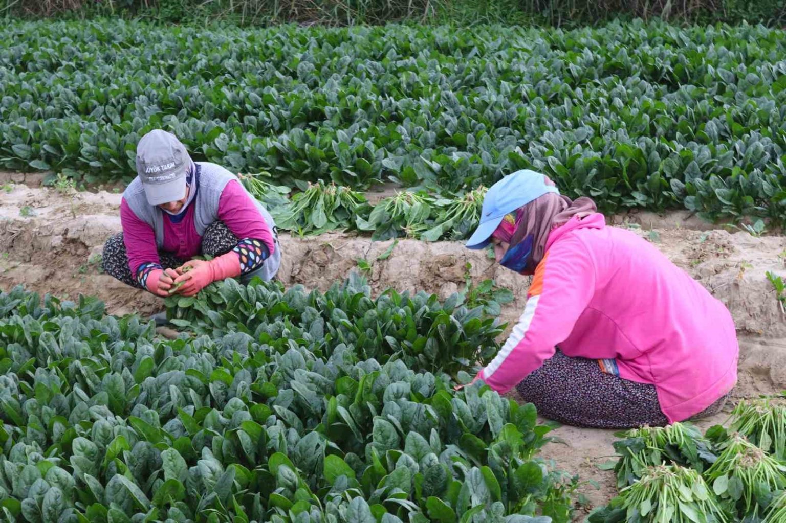 kis-sebzesi-ispanakta-hasat-bollugu