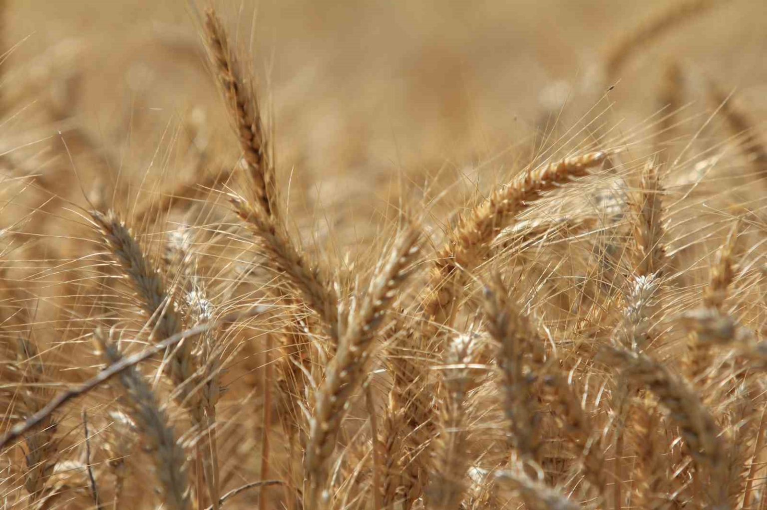 kuresel-tahil-uretiminde-tum-zamanlarin-zirvesi-geliyor