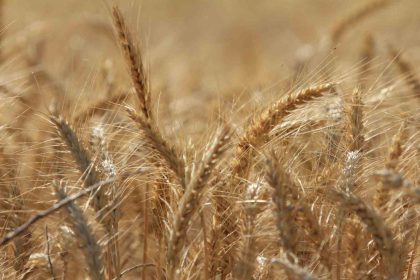 kuresel-tahil-uretiminde-tum-zamanlarin-zirvesi-geliyor