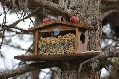 kutahya-belediyesinden-sincap-ve-kuslara-kis-estegi