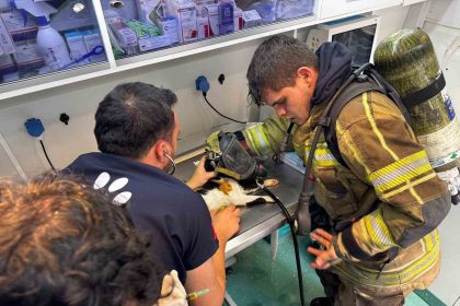 mazgala-dusen-kayip-kopek-ve-yanginda-mahsur-kalan-kediler-itfaiyenin-cabasiyla-kurtarildi